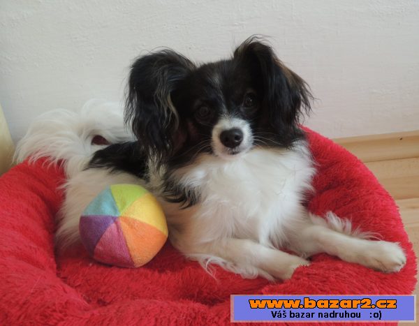 Papillon - fenka