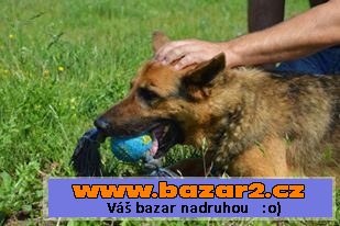 Roman hledá vhodného pána!