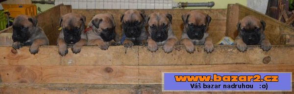 Bullmastiff/ bullmastif