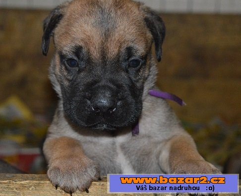 Bullmastiff/ bullmastif