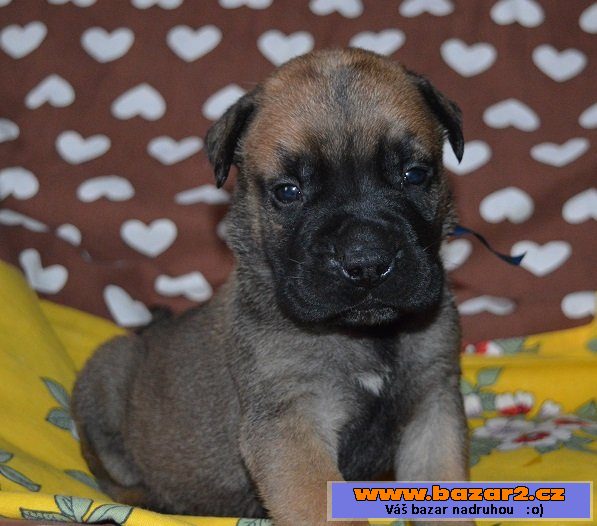 Bullmastiff/ bullmastif