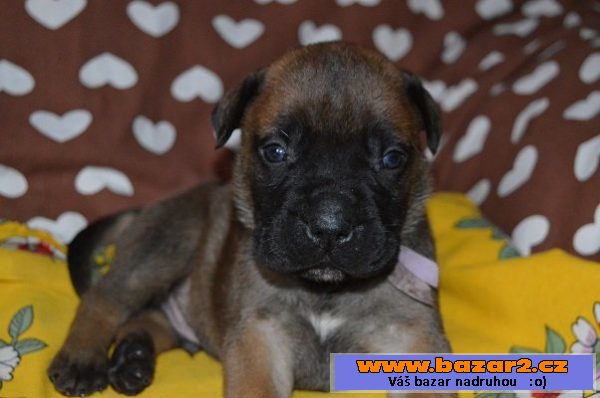 Bullmastiff/ bullmastif