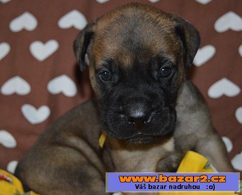 Bullmastiff/ bullmastif
