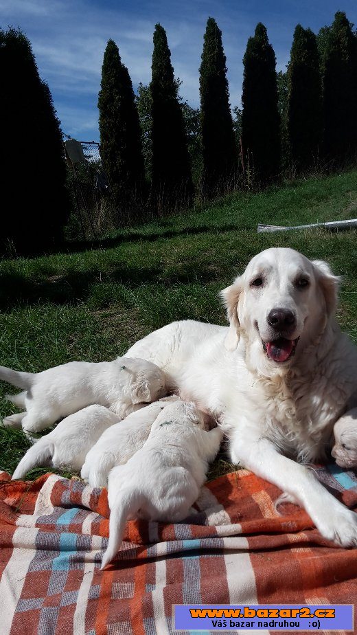 Zlatý retriever - štěňátka s PP