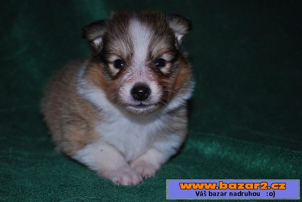 Šeltie (Sheltie) s PP