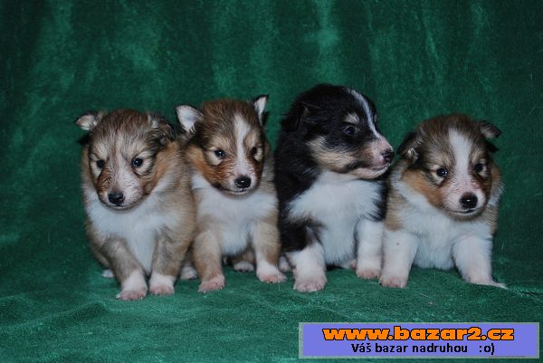 Šeltie (Sheltie) s PP