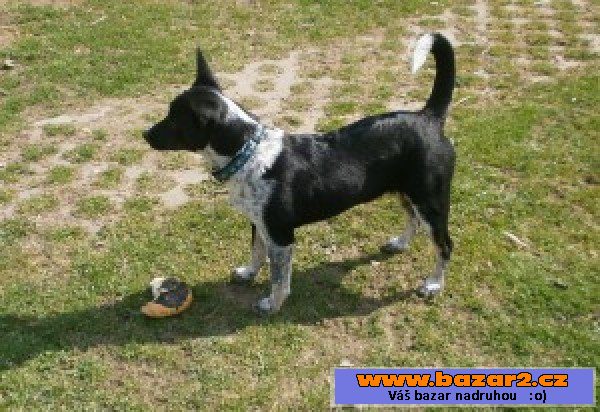 Tora - Honácký pes - fena