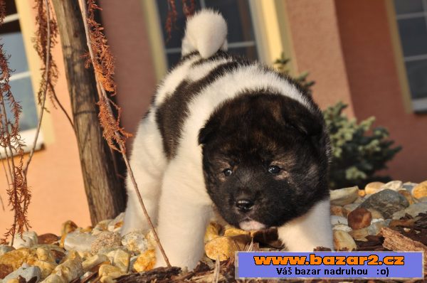 Americká akita štěňata