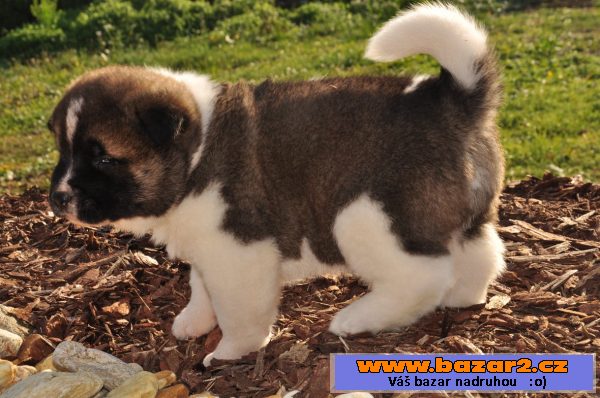 Americká akita štěňata