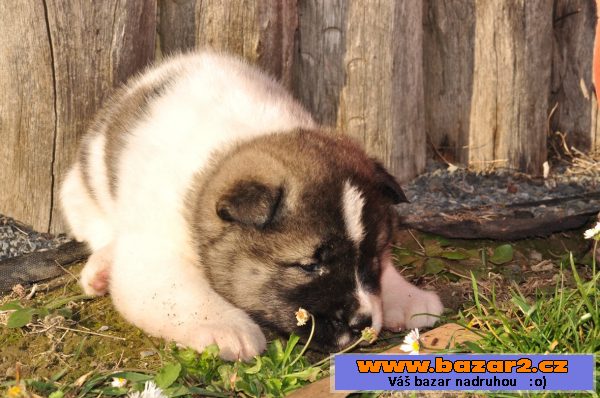 Americká akita štěňata