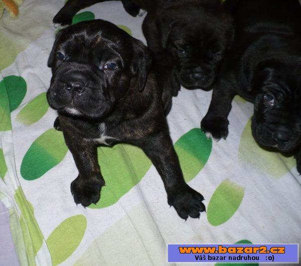 Cane Corso - štěňata s PP