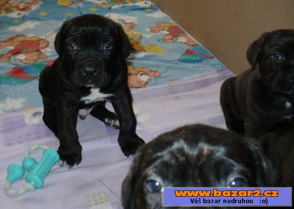 Cane Corso - štěňata s PP
