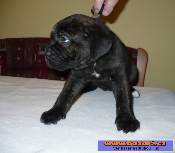 Cane Corso - štěňata s PP