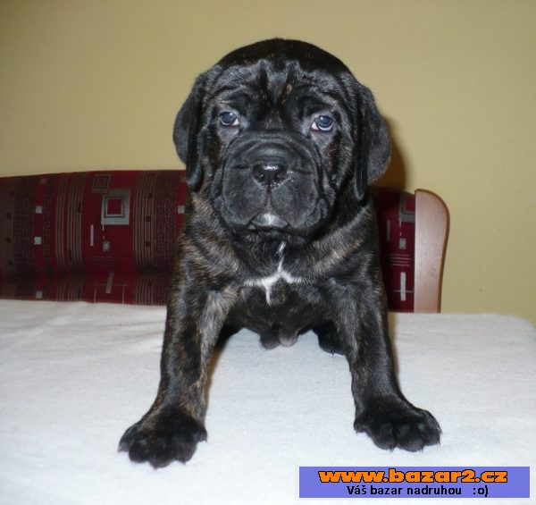 Cane Corso - štěňata s PP
