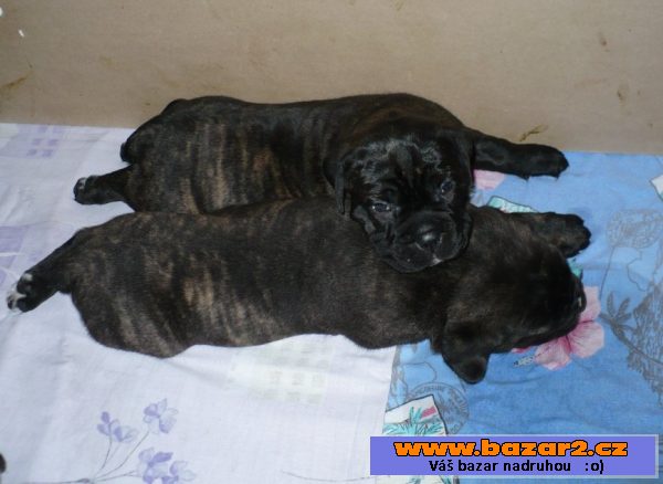Cane Corso - štěňata s PP