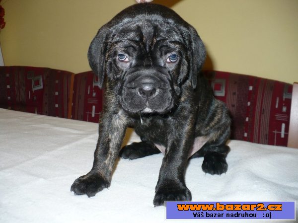 Cane Corso - štěňata s PP