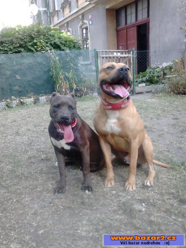 AMERICKÝ PITBULLTERIÉR