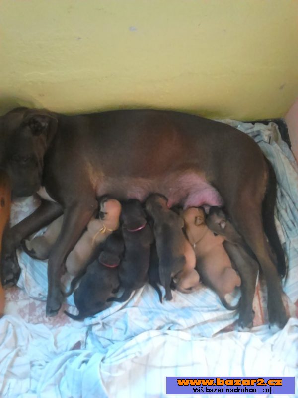 AMERICKÝ PITBULLTERIÉR