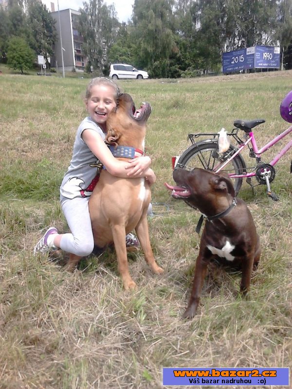 AMERICKÝ PITBULLTERIÉR