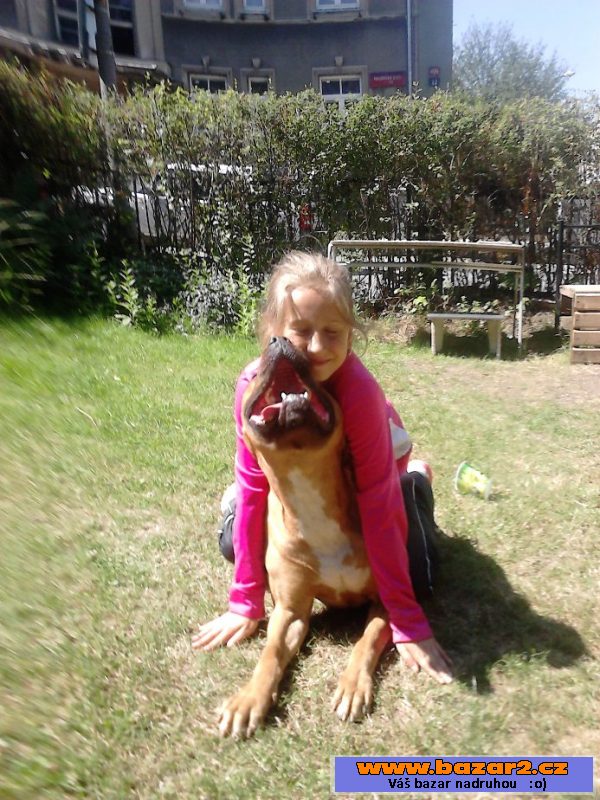 AMERICKÝ PITBULLTERIÉR