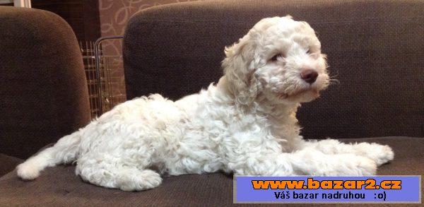 Štěně Lagotto Romagnolo IHNED VOLNÉ