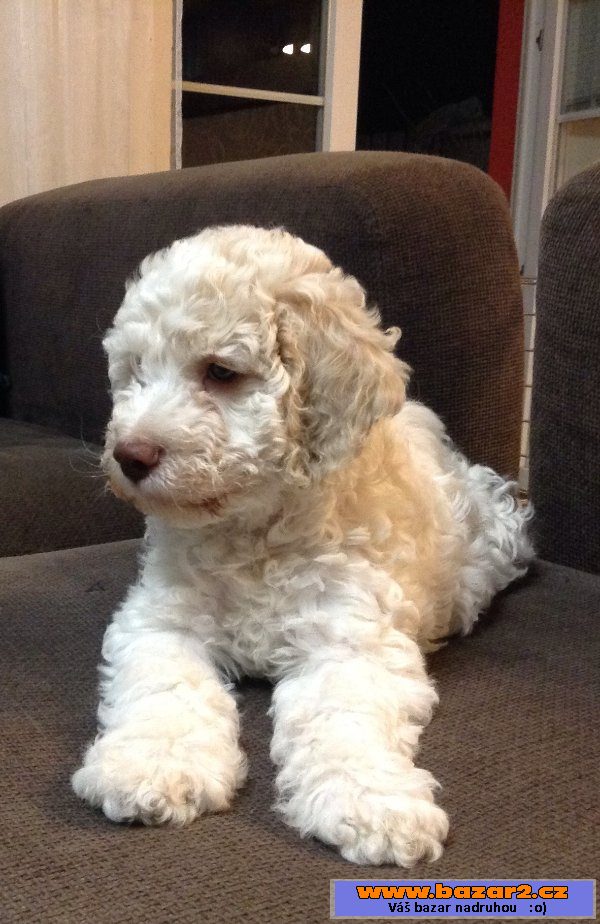 Štěně Lagotto Romagnolo IHNED VOLNÉ