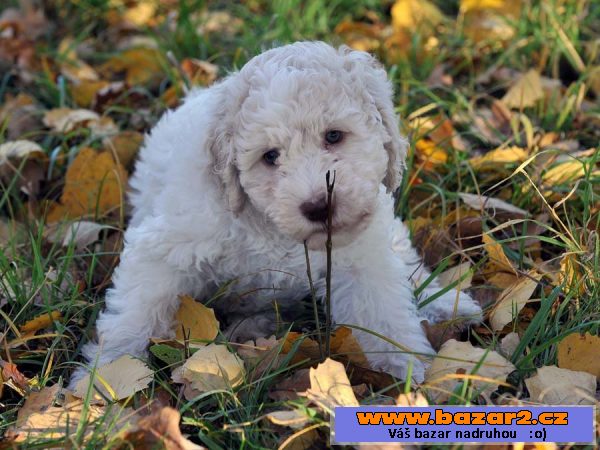 Štěně Lagotto Romagnolo IHNED VOLNÉ