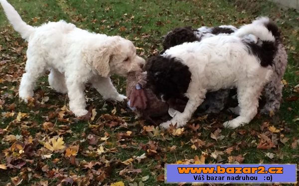 Štěně Lagotto Romagnolo IHNED VOLNÉ