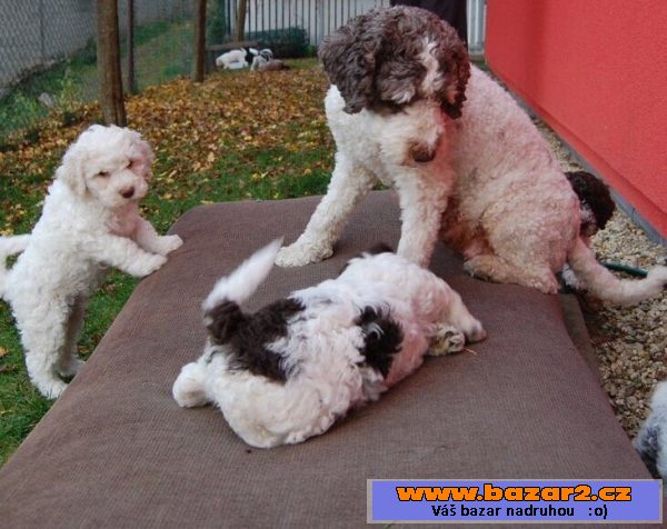 Štěně Lagotto Romagnolo IHNED VOLNÉ