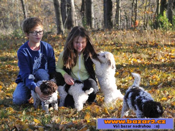 Štěně Lagotto Romagnolo IHNED VOLNÉ