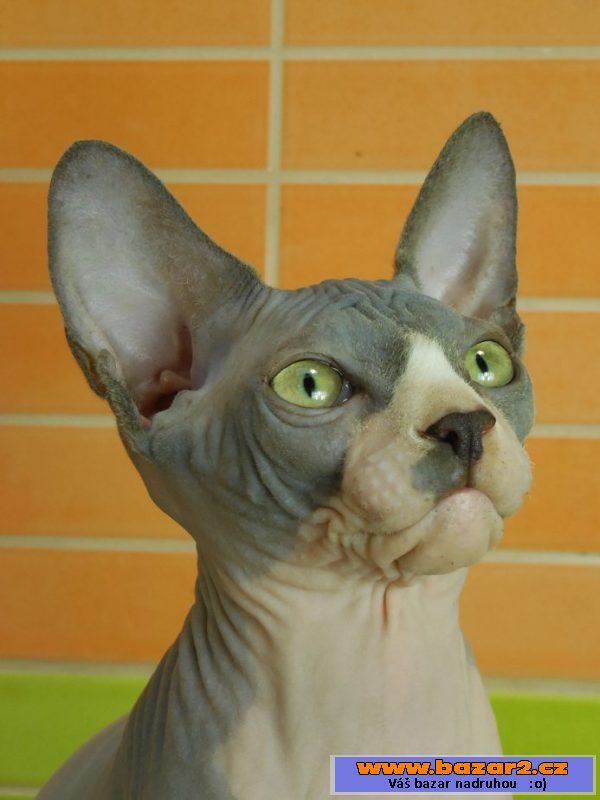 Krásný kocourek Sphynx