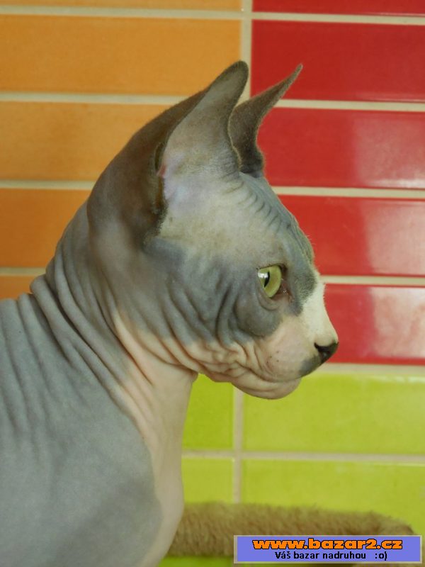 Krásný kocourek Sphynx