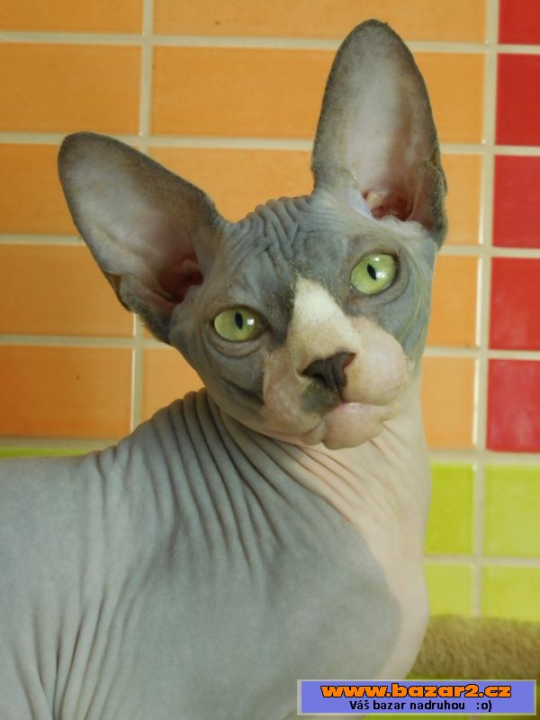 Krásný kocourek Sphynx