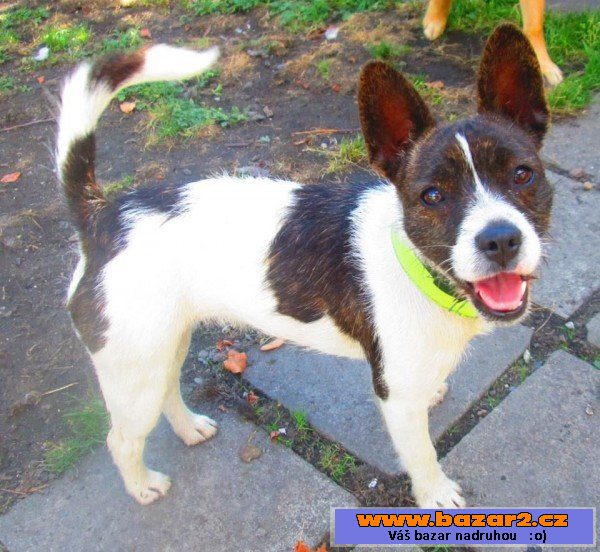 Vaneska - Jack Russel x - štěně
