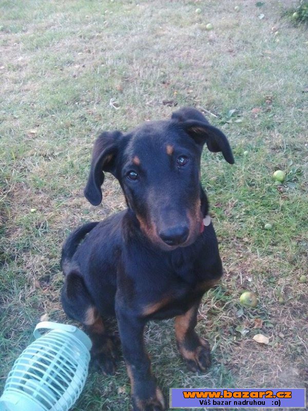 Štěně beaucerona - pejsek