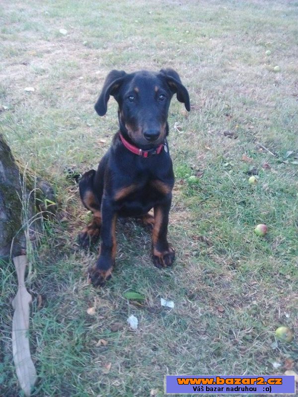Štěně beaucerona - pejsek