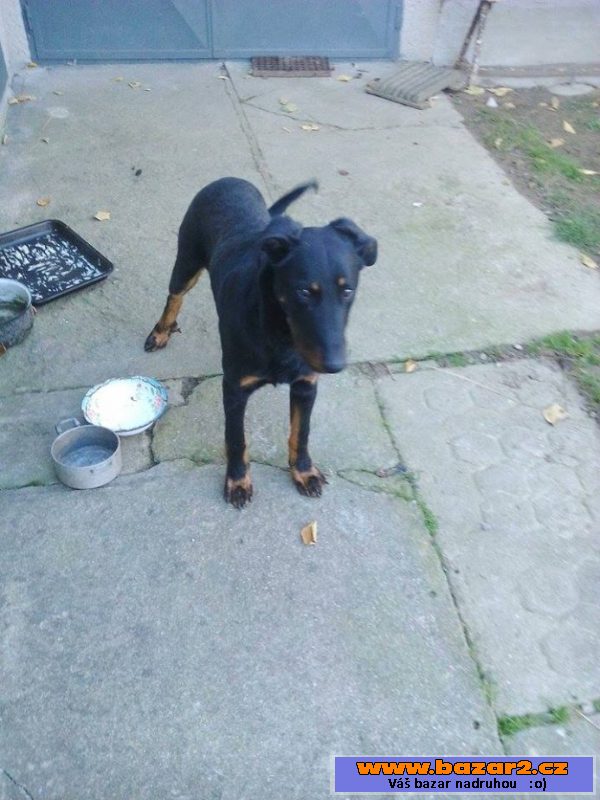 Štěně beaucerona - pejsek