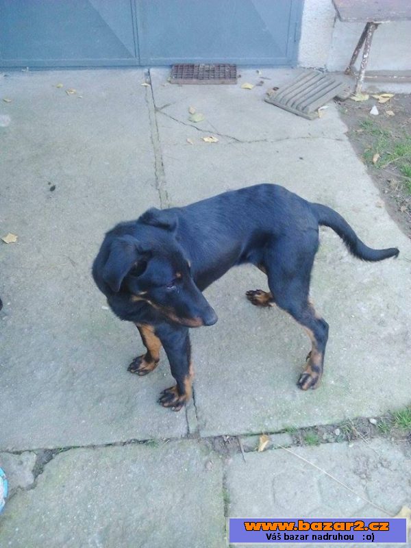 Štěně beaucerona - pejsek