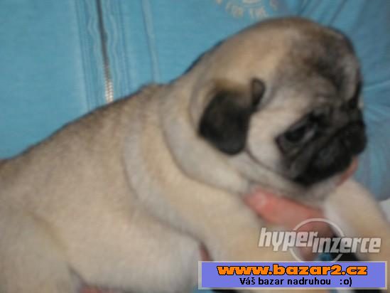 Mops - nabídka krytí a štěňata s PP
