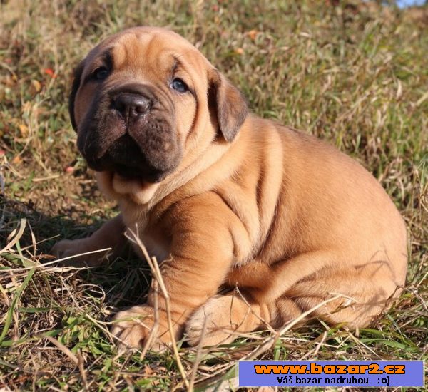 Cane Corso štěňátka pejsci