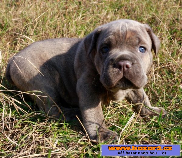 Cane Corso štěňátka pejsci