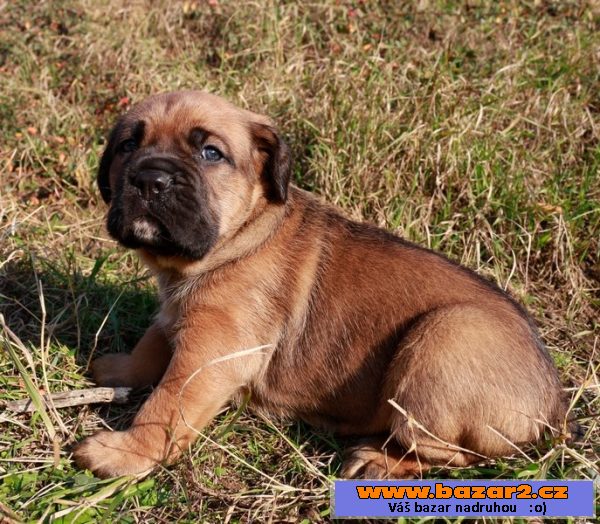 Cane Corso štěňátka pejsci