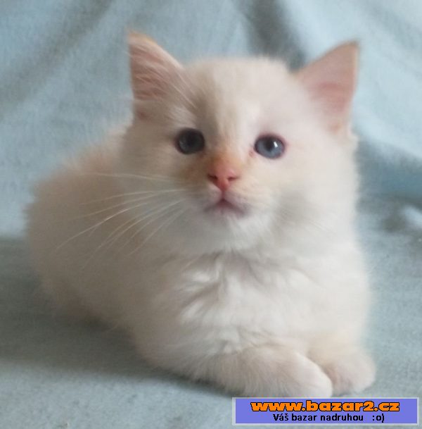 Kocourek ragdoll s PP