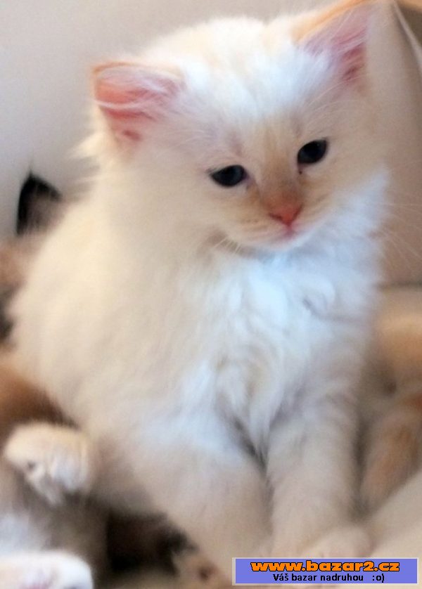 Kocourek ragdoll s PP