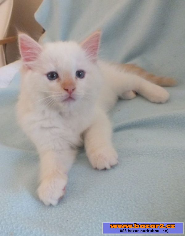 Kocourek ragdoll s PP