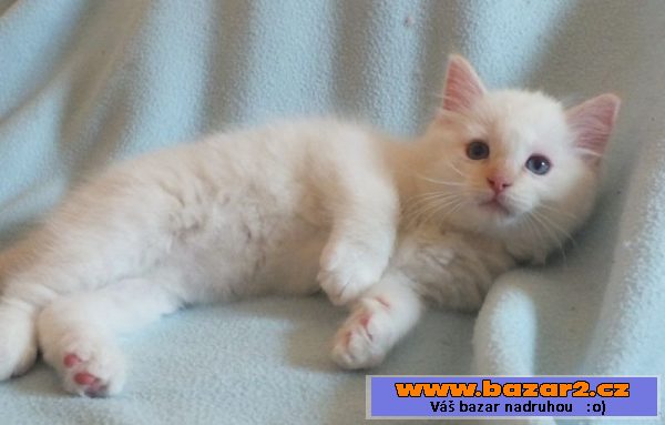 Kocourek ragdoll s PP