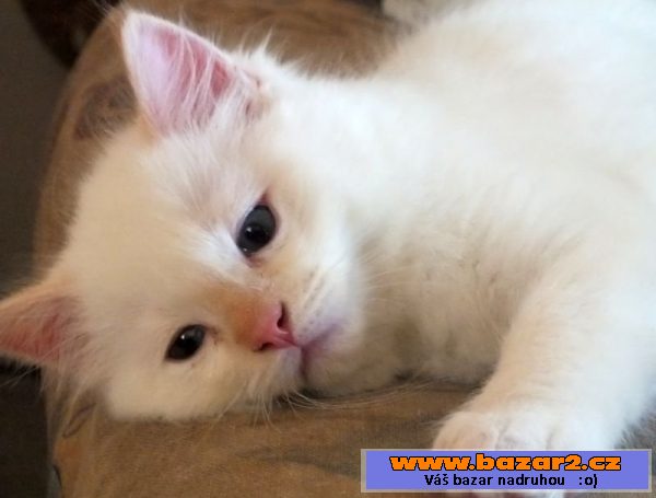 Kocourek ragdoll s PP
