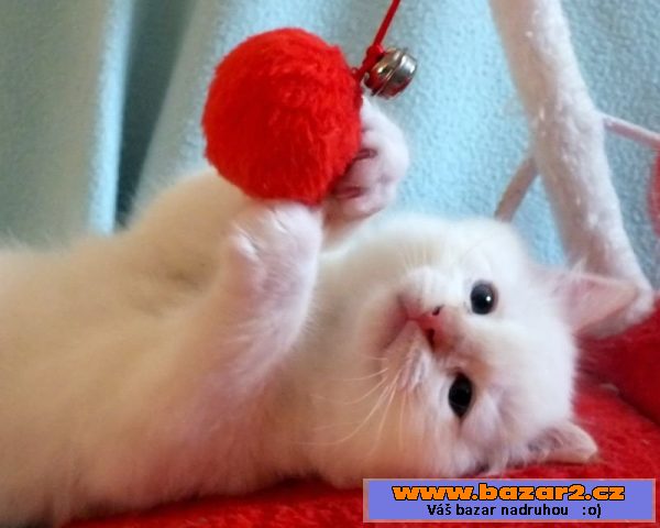 Kocourek ragdoll s PP