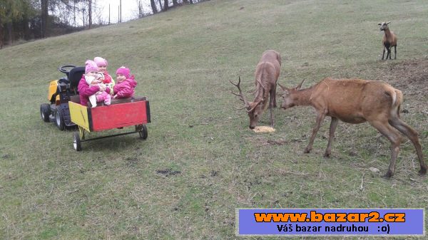 Bohouše ochočeného jelena