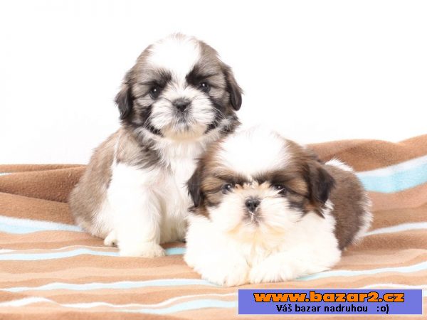 Shih-tzu bez PP